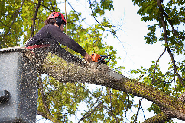 Best Storm Damage Tree Cleanup  in Upton, WY