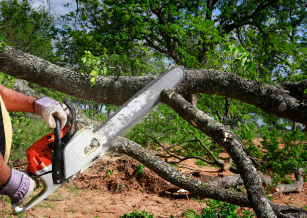 Best Utility Line Clearance  in Upton, WY